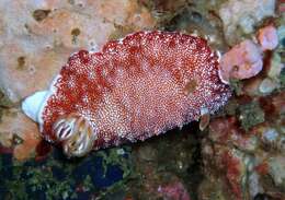 Image of Reticulated red slug