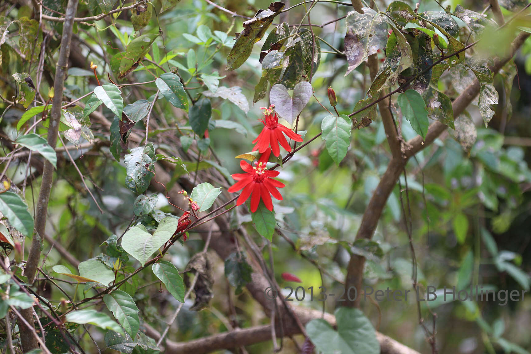 Image of Passiflora quadriglandulosa Rodschied