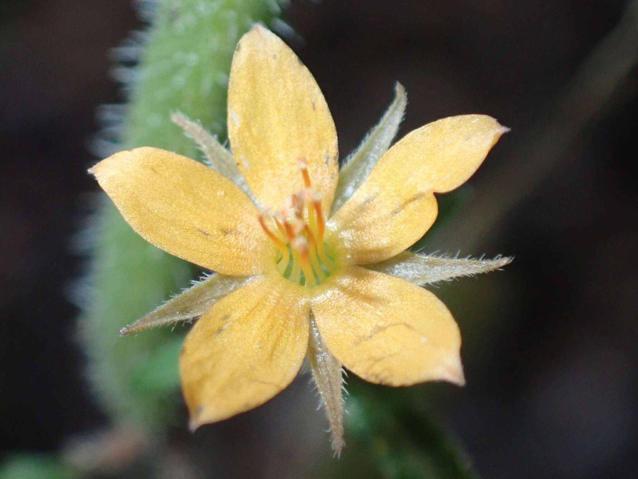 Image of Organ Mountain blazingstar