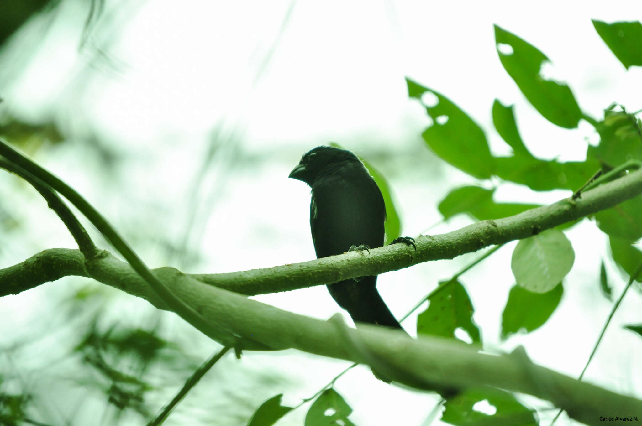 Sporophila funerea (Sclater & PL 1860) resmi