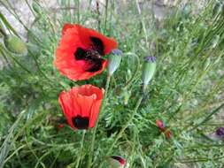 Image of Papaver arenarium M. Bieb.