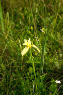 Image of Large yellow moraea