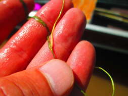 Image of Lesser Pondweed