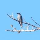 Image of Bar-bellied Cuckoo-shrike