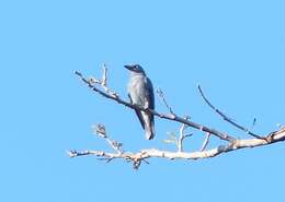 Image of Bar-bellied Cuckoo-shrike