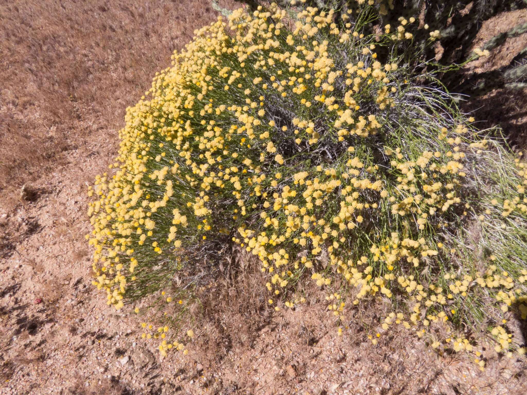 Image of rayless goldenhead