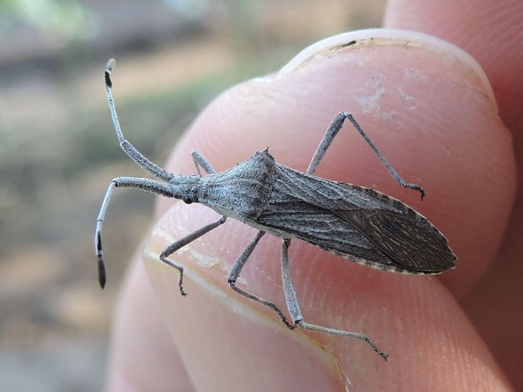 Image of Euphorbia Bug