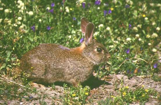 Imagem de Oryctolagus cuniculus algirus (Loche 1858)