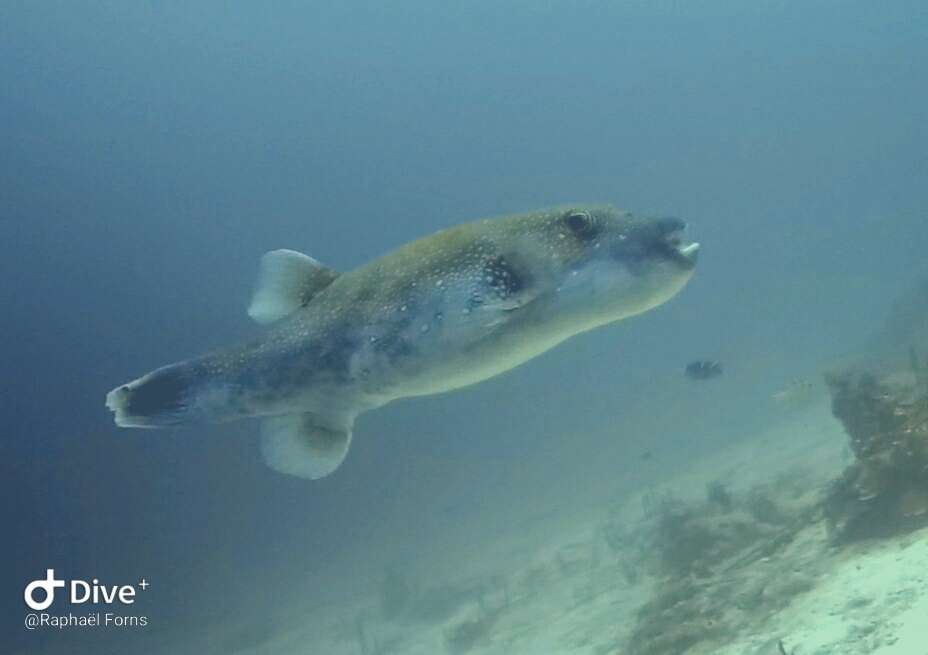 Arothron caeruleopunctatus Matsuura 1994 resmi