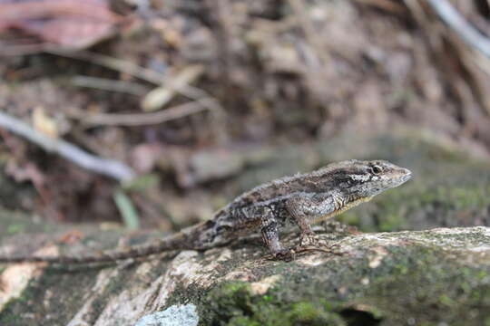 Image of Anolis caceresae Hofmann & Townsend 2018