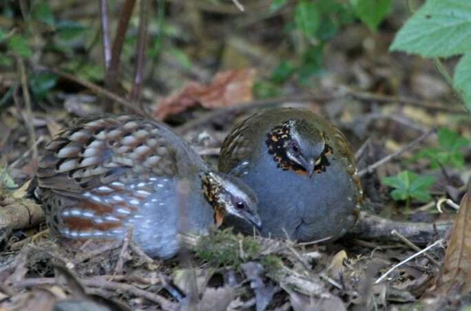 Image of Rufous-throated Hill Partridge