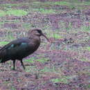 Image of Olive Ibis