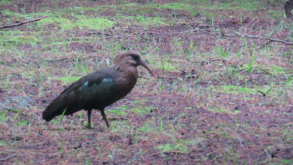 Image of Olive Ibis