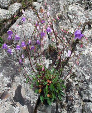 Imagem de Campanula kolenatiana C. A. Mey. ex Rupr.