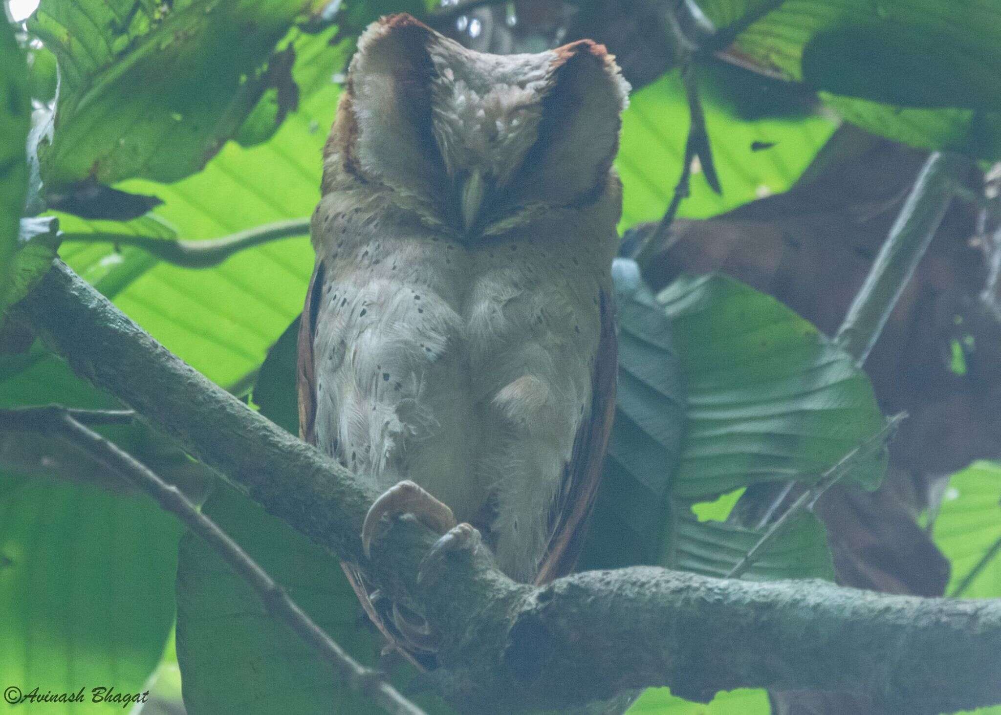 Image of Sri Lanka Bay Owl