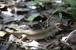 Leiolopisma telfairii (Desjardin 1831) resmi