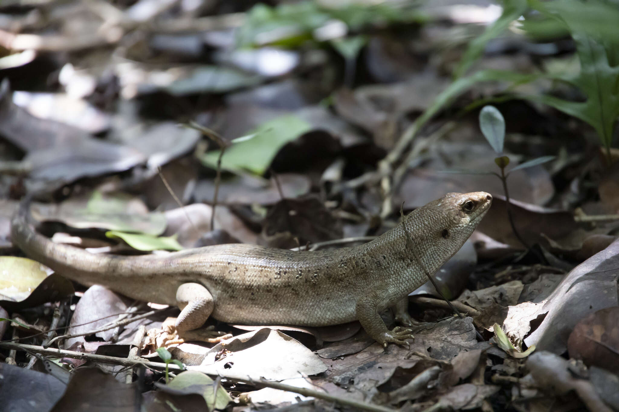 Leiolopisma telfairii (Desjardin 1831) resmi