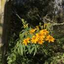 Plancia ëd Tagetes lemmonii A. Gray