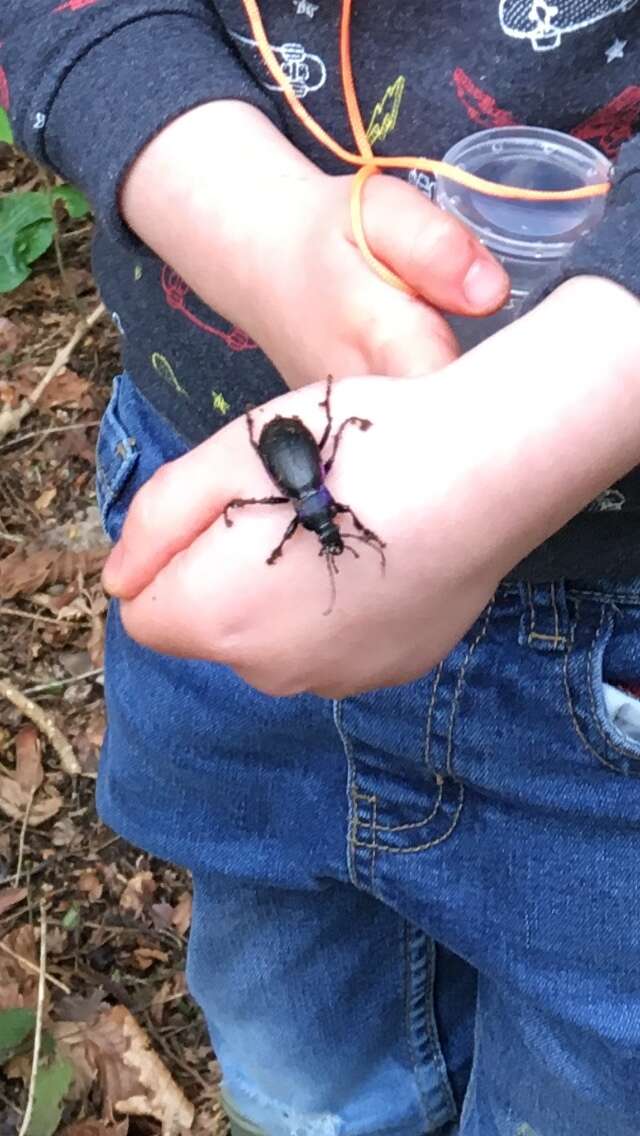 Image of Violet Ground Beetle