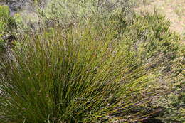 Image de Askidiosperma paniculatum (Mast.) H. Linder