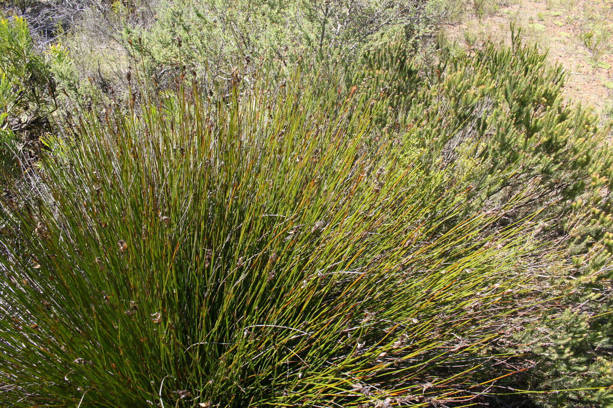 Image of Askidiosperma paniculatum (Mast.) H. Linder