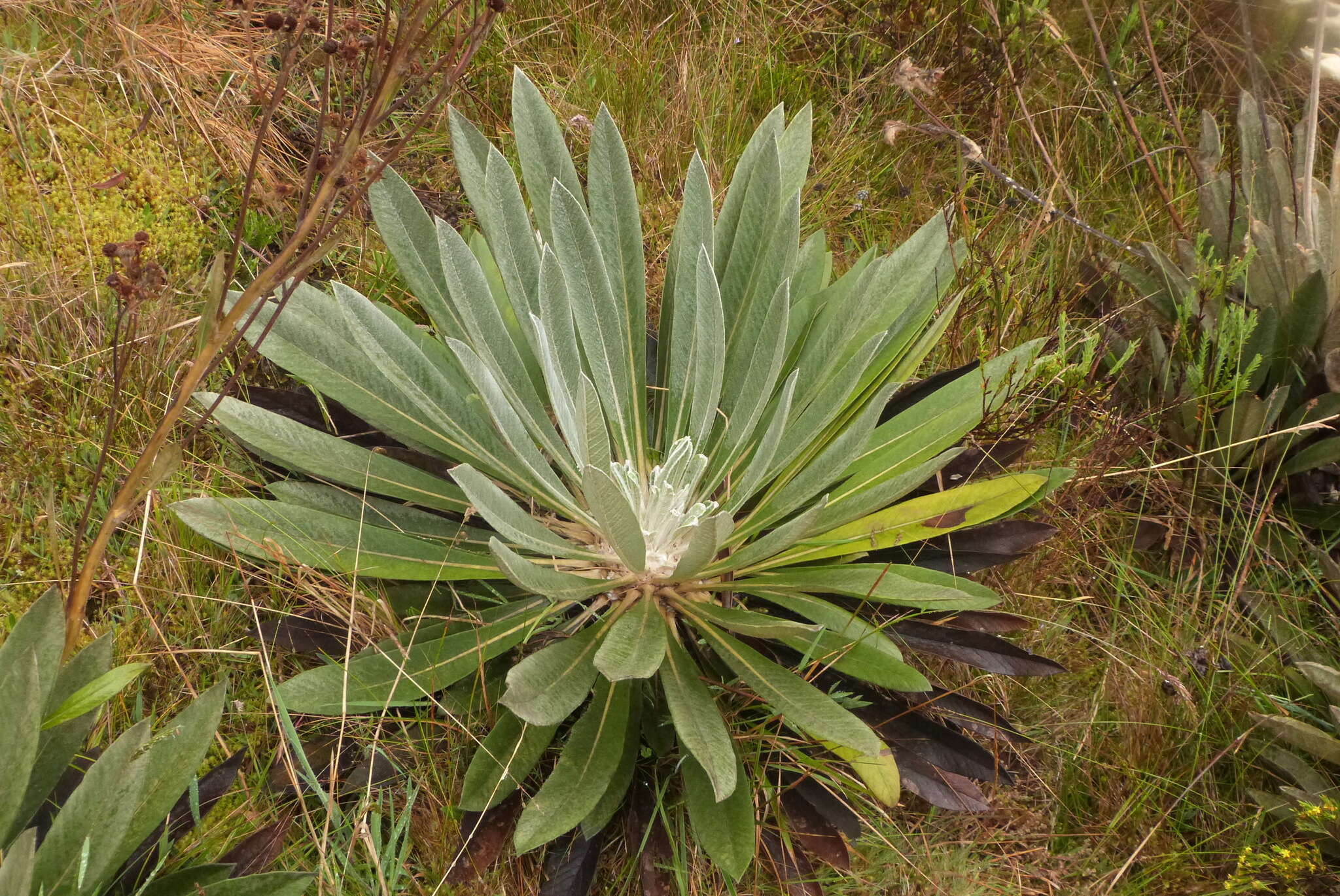 Image of Espeletiopsis funckii (Sch. Bip. ex Wedd.) J. Cuatrec.