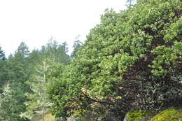 Image of hairy manzanita