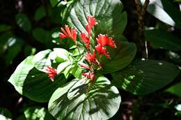 Imagem de Spigelia splendens H. Wendl. ex Hook.