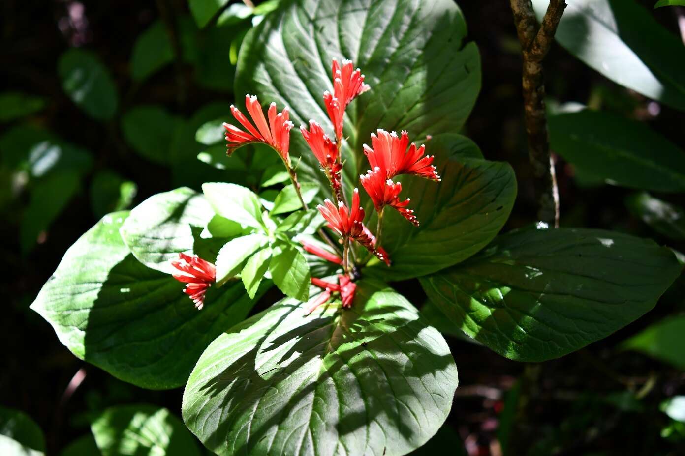 Imagem de Spigelia splendens H. Wendl. ex Hook.