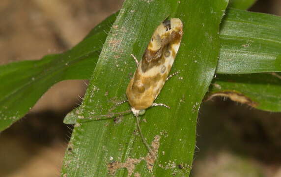 Image de Acontia marmoralis Fabricius 1794