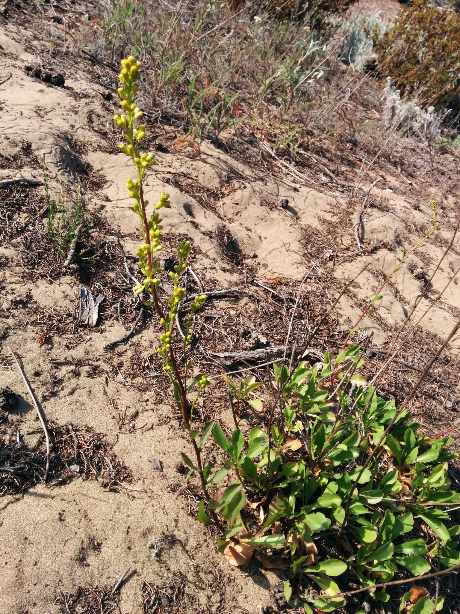 Image of Coast Goldenrod