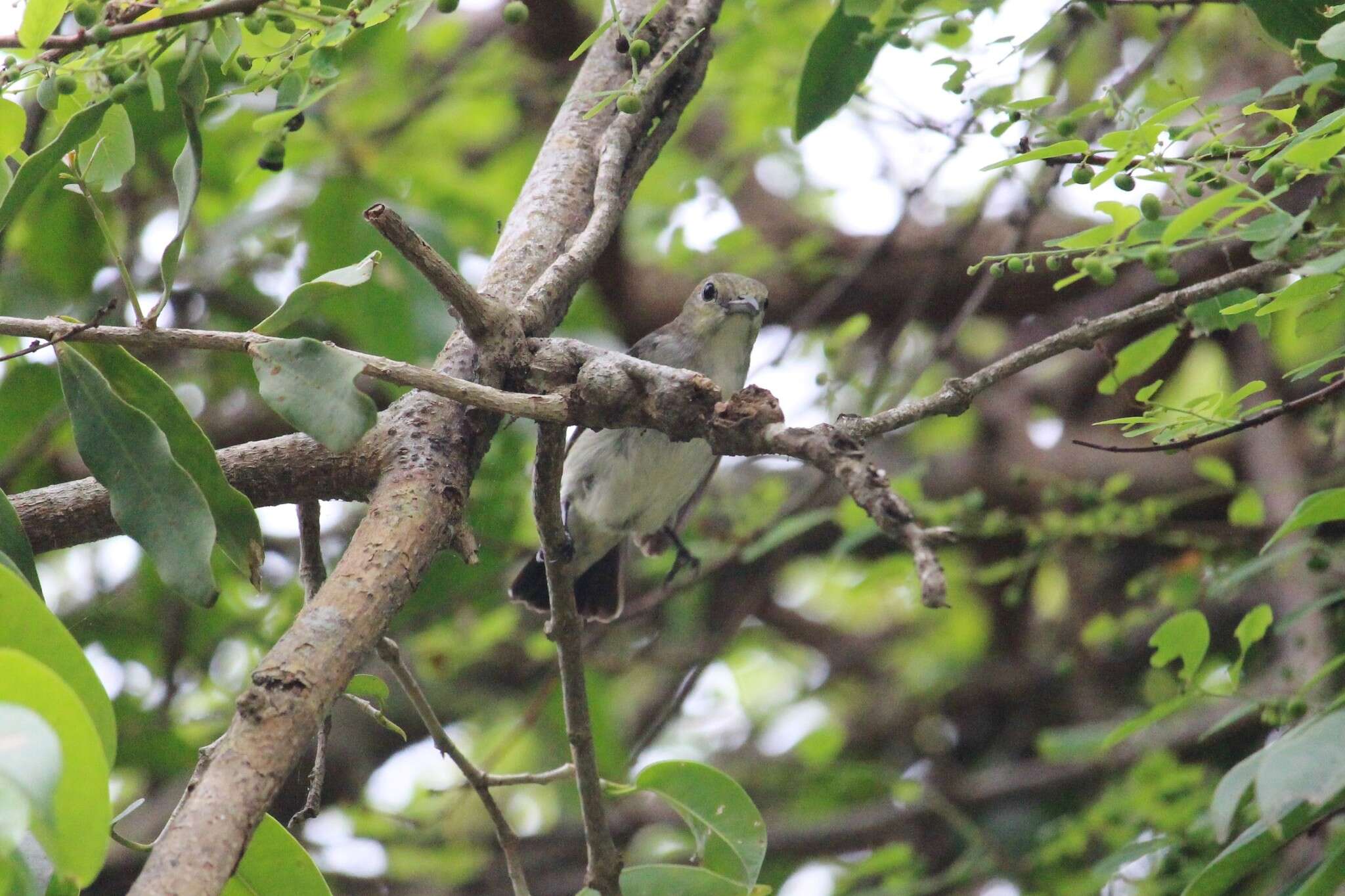 Image of Scarlet-headed Flowerpecker