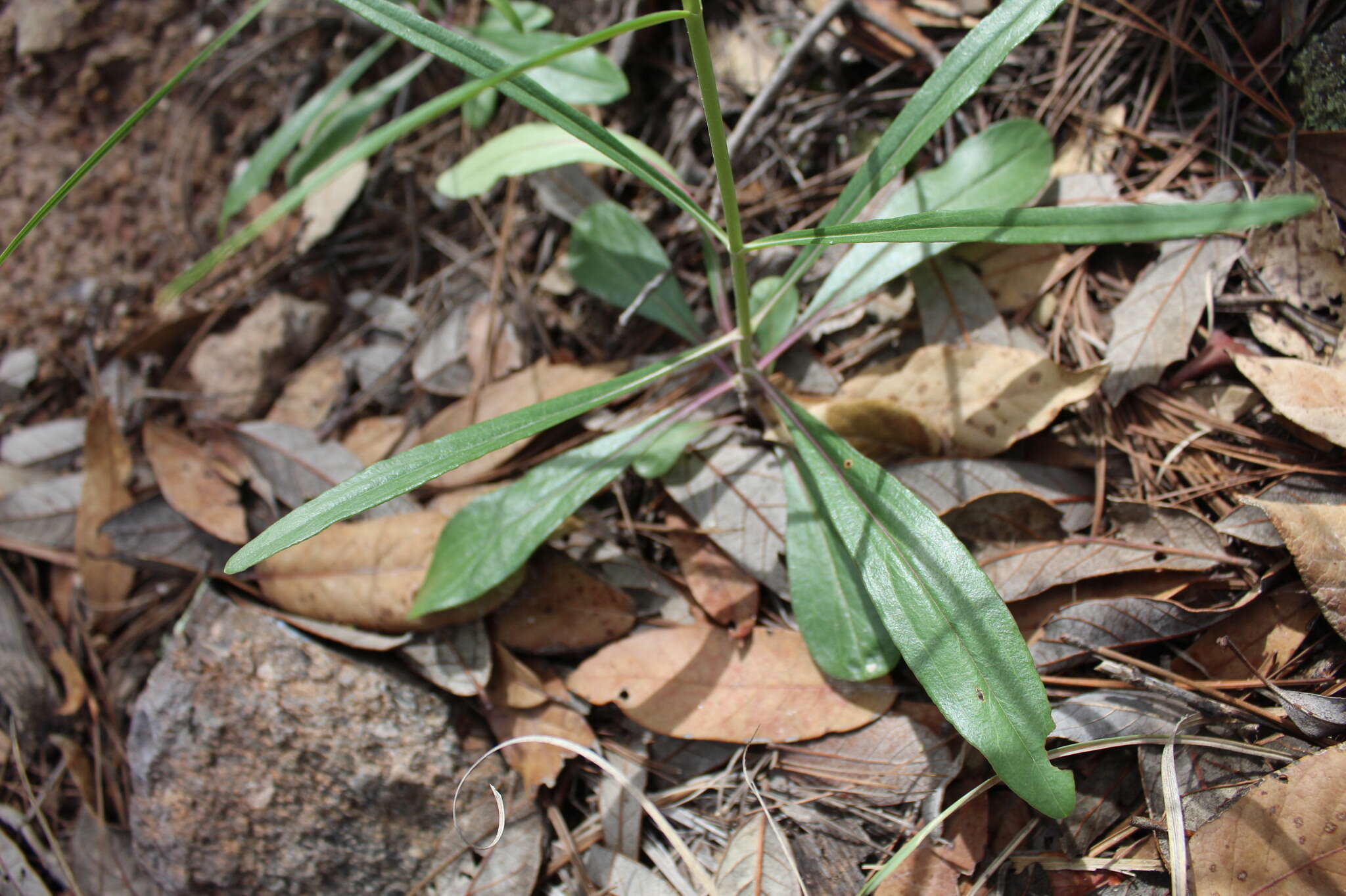 Image of Penstemon wislizenii (A. Gray) Straw