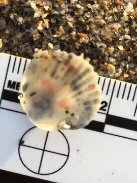 Image of Atlantic Calico scallop