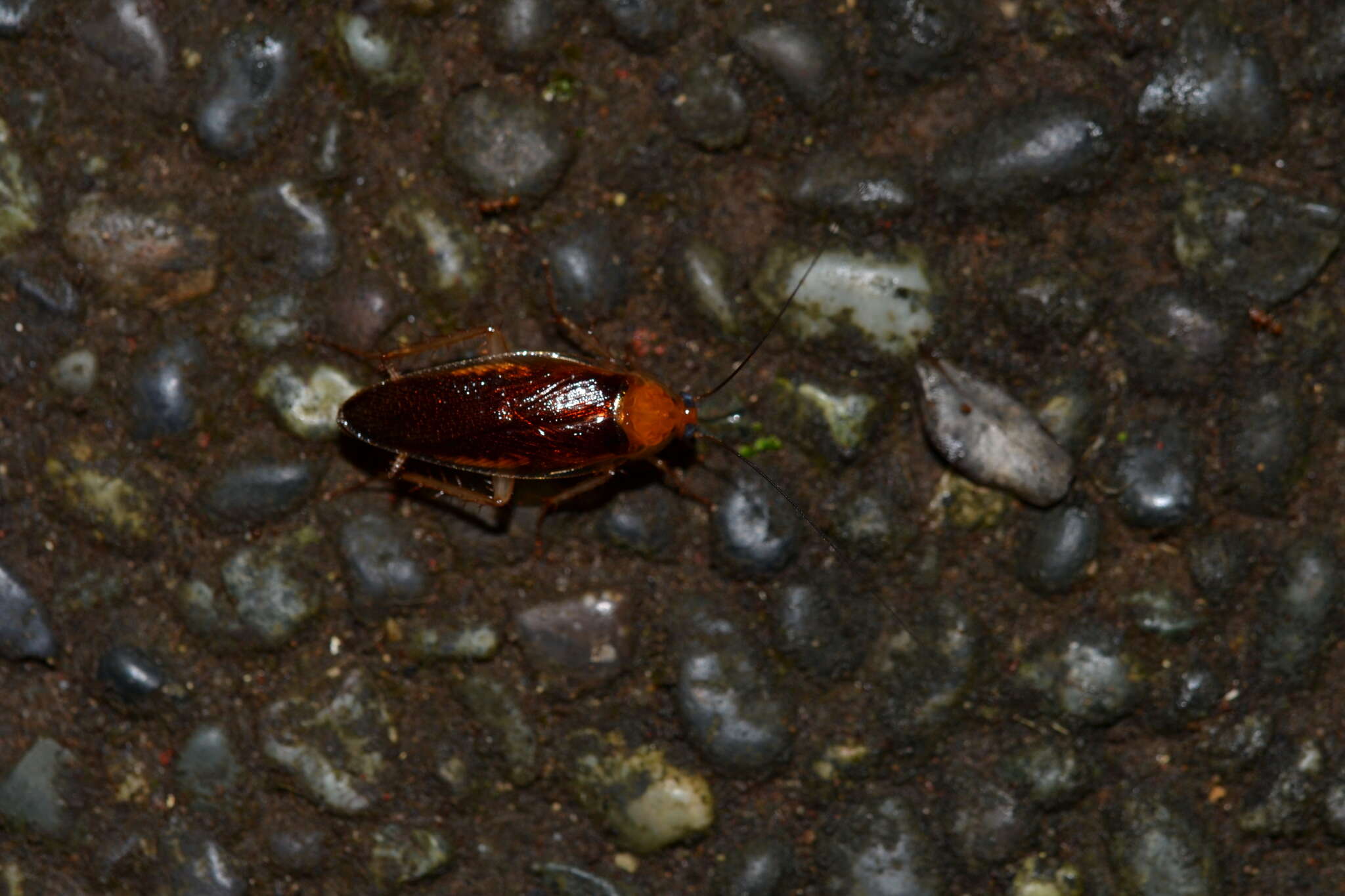 Image of Hemithyrsocera silbergliedi (Roth & L. M. 1985)