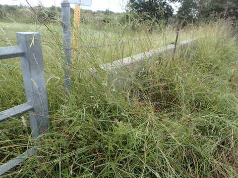 Image of Angleton bluestem