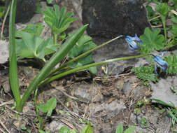 Image of Scilla rosenii K. Koch