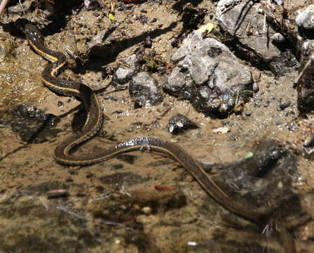 Plancia ëd Thamnophis hammondii (Kennicott 1860)