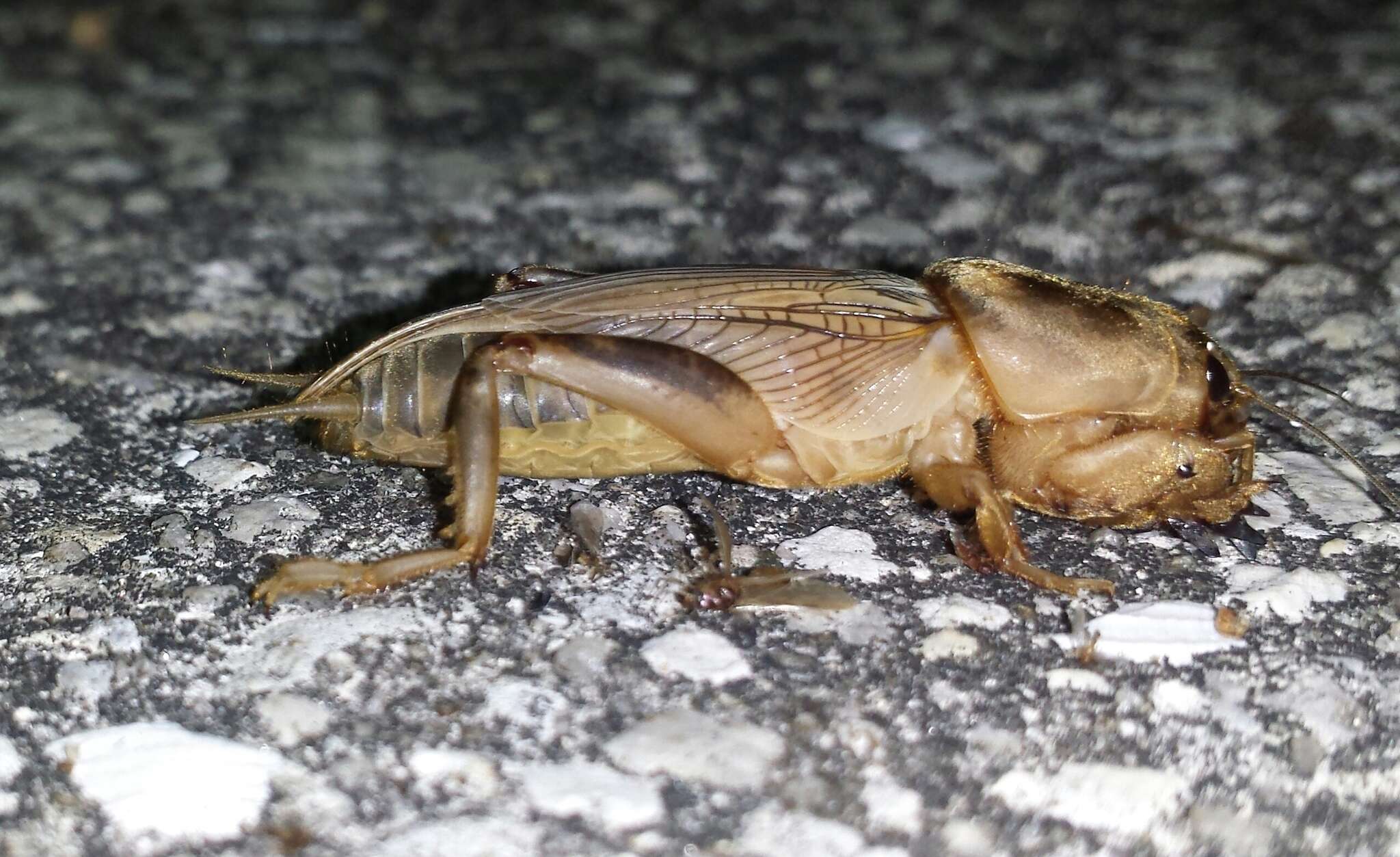 Image of Tawny Mole Cricket