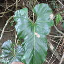Image of Anthurium brownii Mast.