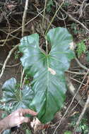 Image of Anthurium brownii Mast.