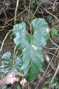 Imagem de Anthurium brownii Mast.