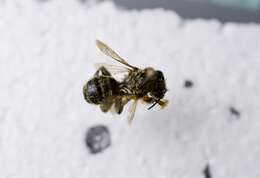 Image of Furry Leaf-cutter Bee