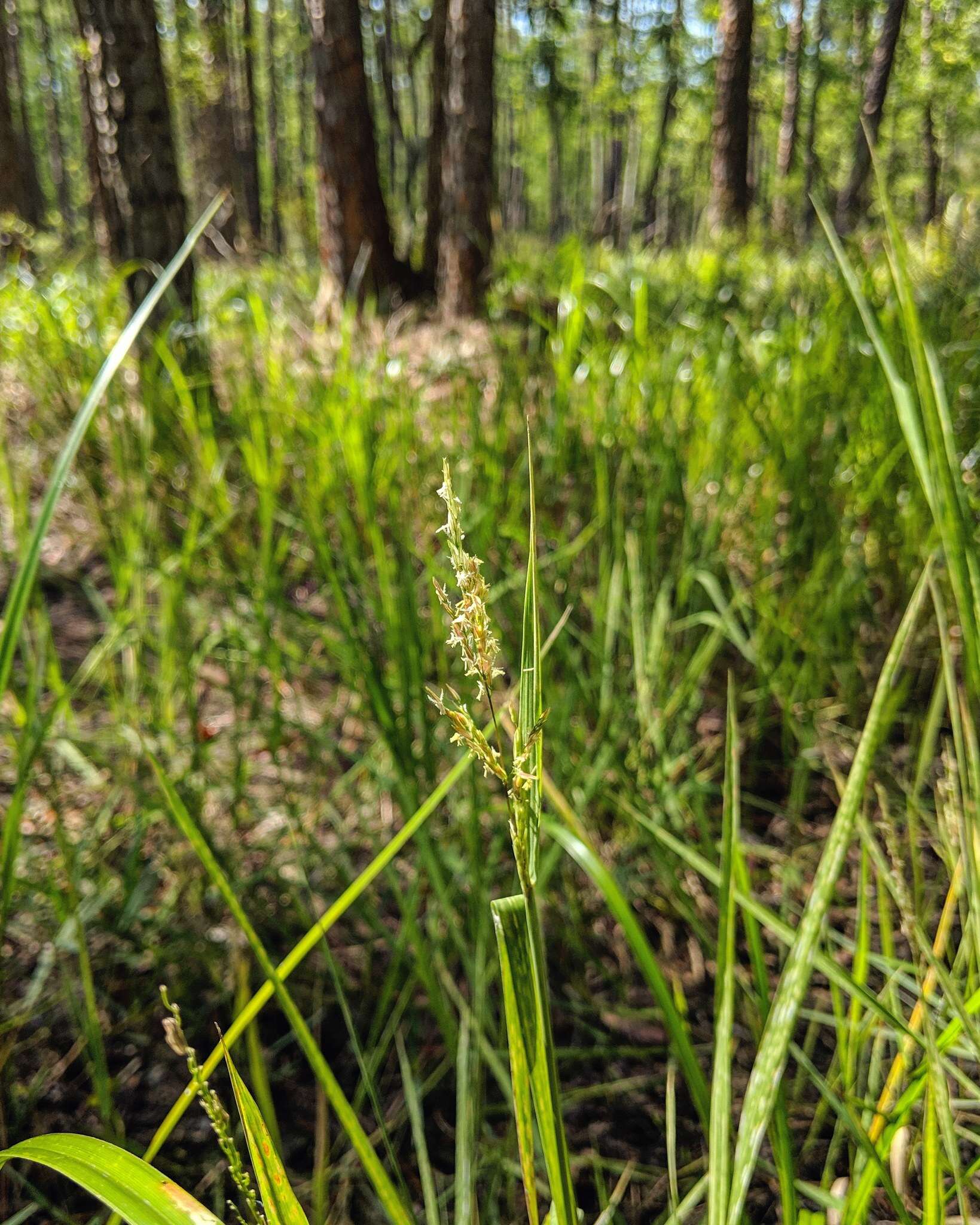 Image of southern cutgrass