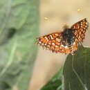 Euphydryas chalcedona sierra (W. G. Wright 1905)的圖片