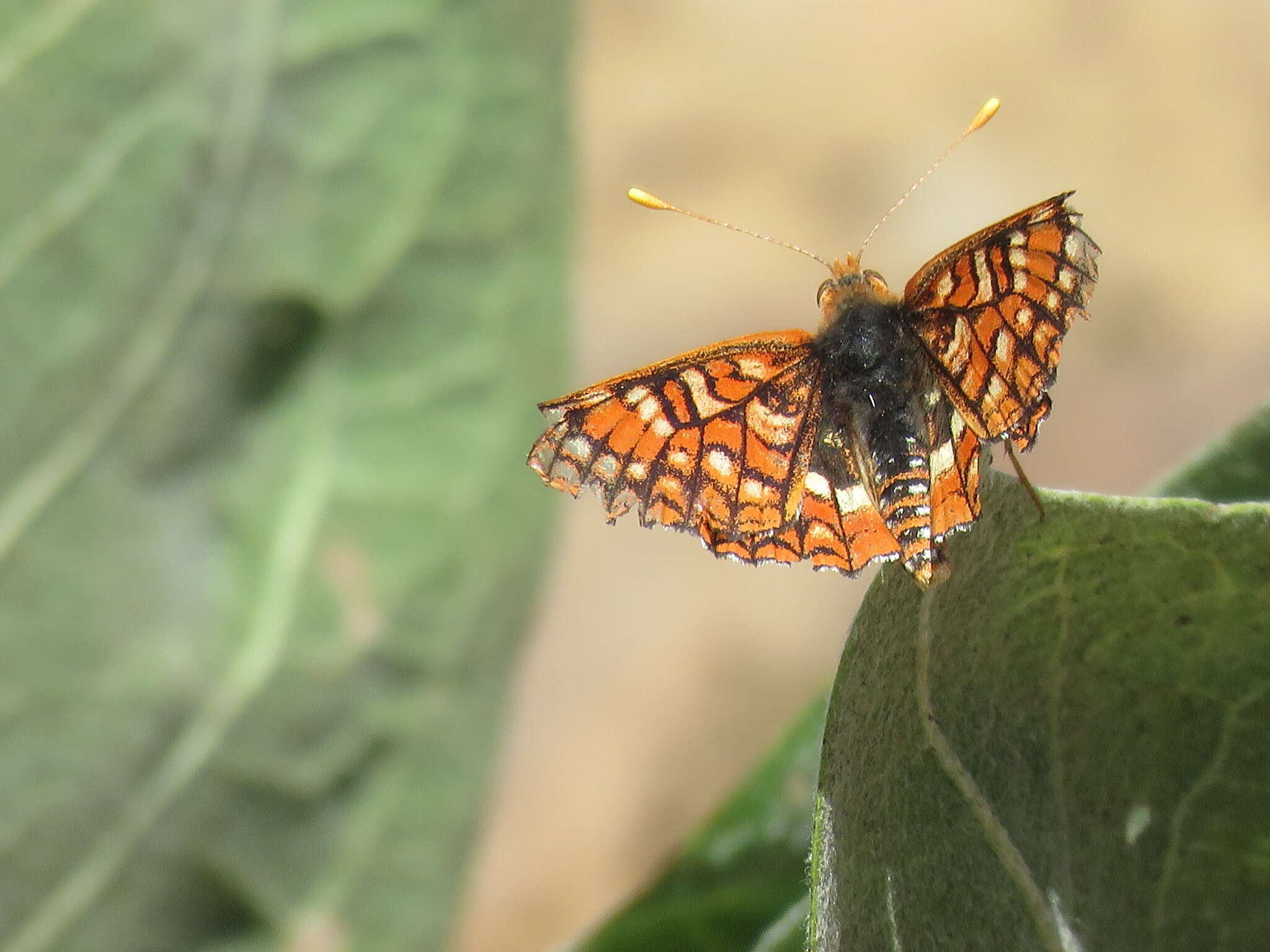 Euphydryas chalcedona sierra (W. G. Wright 1905)的圖片