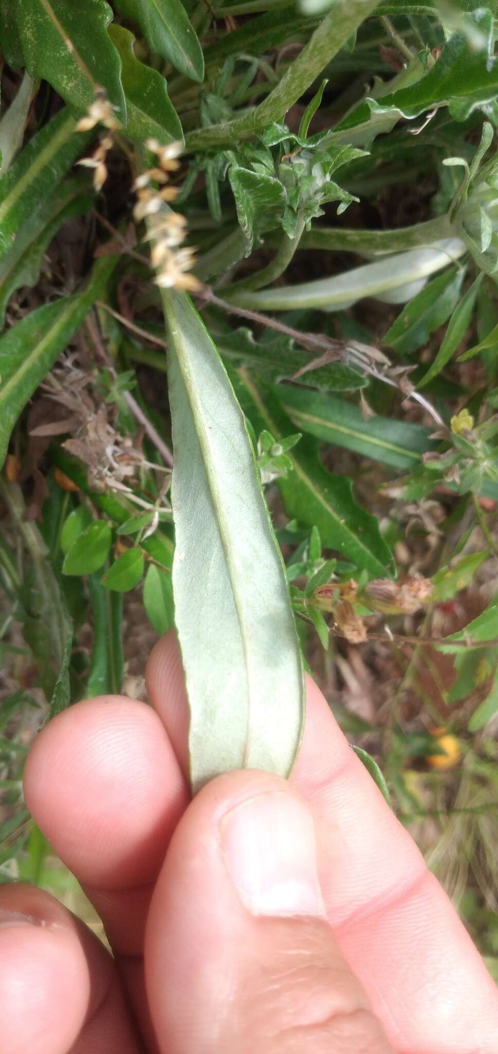 Trichocline catharinensis Cabrera resmi