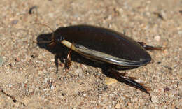 Слика од Cybister (Cybister) tripunctatus (Olivier 1795)