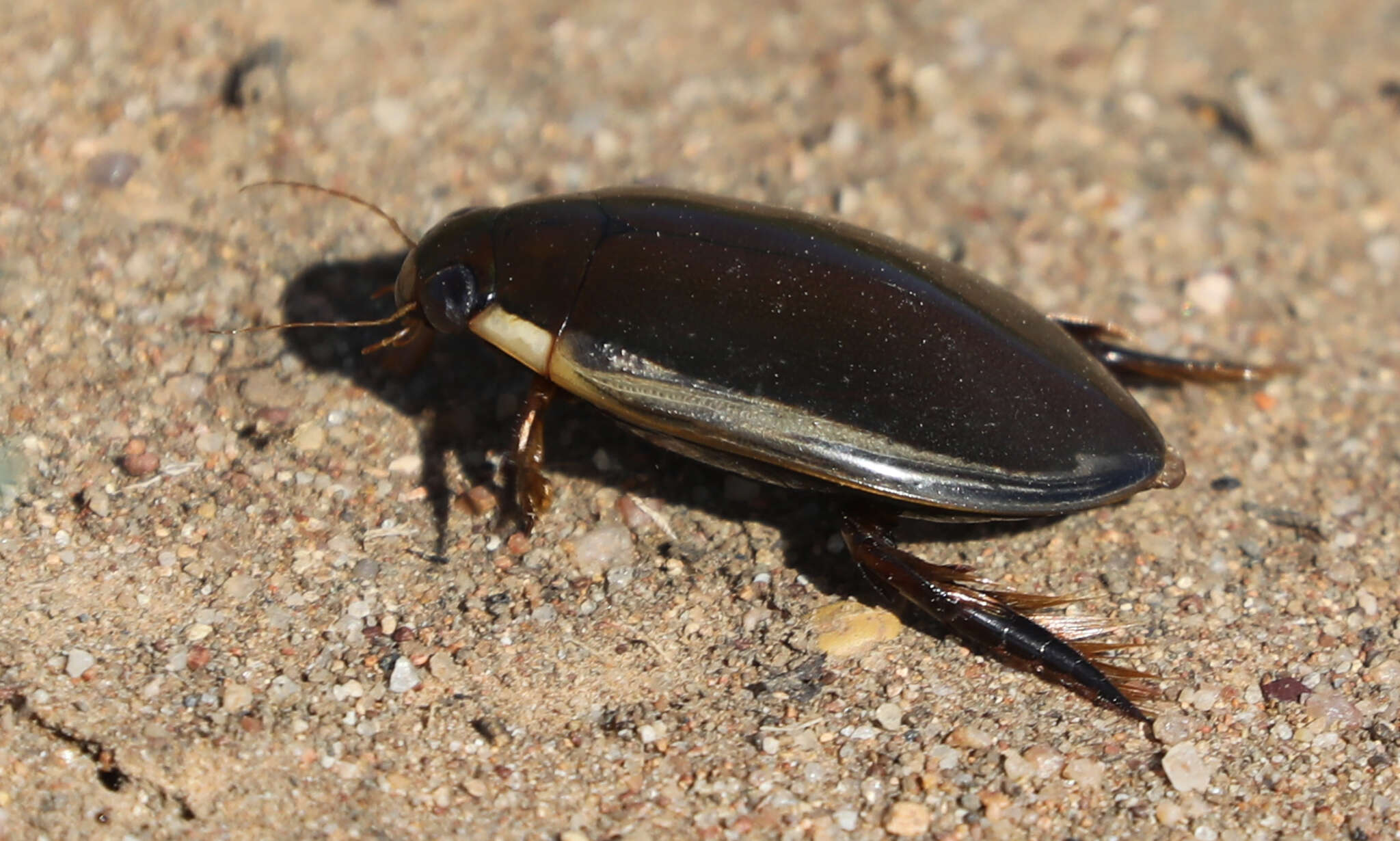 Plancia ëd Cybister (Cybister) tripunctatus (Olivier 1795)