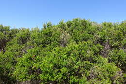 Imagem de Melaleuca parvistaminea N. B. Byrnes